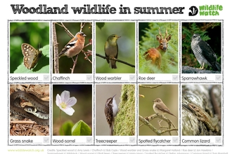 Woodland wildlife summer spotter