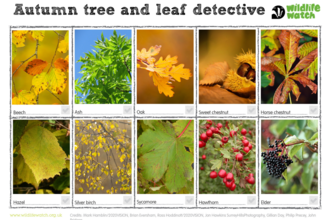 Autumn tree and leaf detective