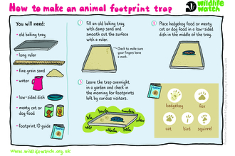 Footprint trap activity sheet