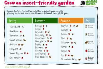 Activity sheet showing which plants attract insects