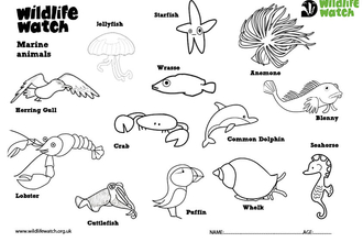 Marine colouring sheet