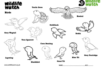 Birds colouring in sheet