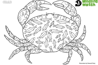 crab colouring sheet