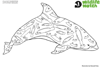 dolphin colouring sheet