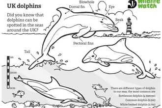 marine week colouring sheet