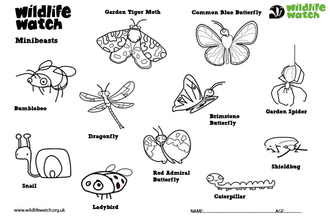 Minibeasts colouring in sheet
