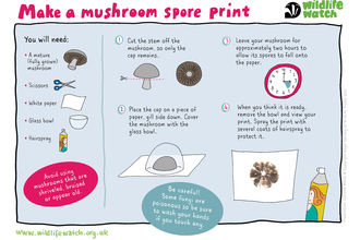 mushroom spore print updated
