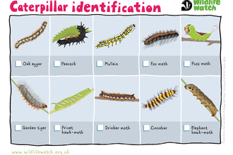 Caterpillar spotter sheet