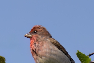 A male common rosefinch perched on a thin tree branch. It's a chunky bird with a red wash to the face and breast