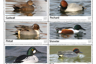 Duck spotter sheet