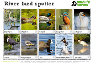 River bird spotter 