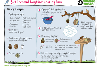 BIRD-FEEDER (Welsh).png