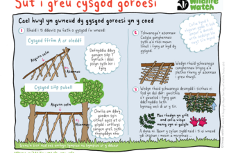 SURVIVAL-SHELTER_CYMRAEG