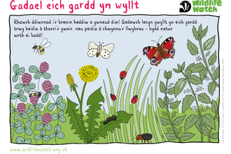 WILD-GARDEN_Cymraeg.png