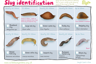 An identification sheet for ten slugs: threeband slug, large red slug, green-soled slug, dusky slug, hedgehog slug, netted field slug, green cellar slug, budapest keeled slug, and ghost slug