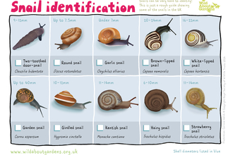 An identification sheet for ten snails: two-toothed door snail, round snail, garlic snail, brown-lipped snail, white-lipped snail, garden snail, girdled snail, Kentish snail, hairy snail, and strawberry snail
