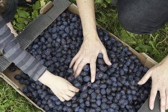Volunteers harvesting Fruit and Seeds at Old Sleningford Farm, a Community Farm
