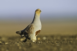A grey partridge running across a tilled field