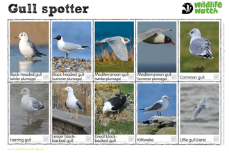 A spotting guide showing ten photos of gulls