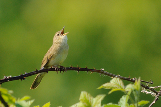 A grasshopper warbler sat on a branch, lifting its head towards the sky and singing