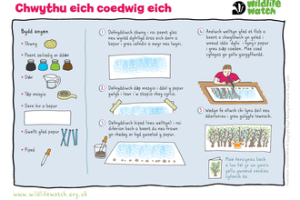 A step by step guide to blowing your own forest using inks, in Welsh