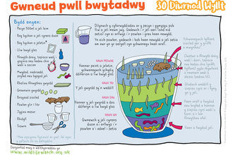 A welsh activity sheet explaining how to make an edible pond