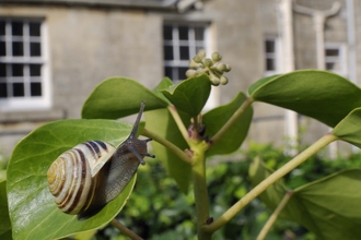 A snail on the leaf of a bush in a garden