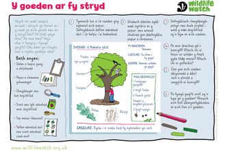 A guide to analysing your local street tree, including drawing and taking bark rubbings, in Welsh