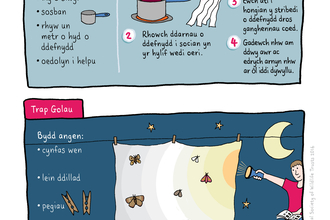 Two step by step guides to watching moths, in Welsh. One describes using a wine trap and the other using a light trap, with a sheet and a torch