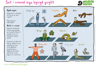 Yoga poses based on how wildlife moves, in Welsh. Animals featured are butterfly, fox, pine marten, frog, snail, starfish, heron and adder