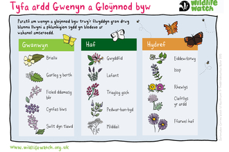 An activity sheet showing you, in Welsh, which seasonal plants are good for bees and butterflies