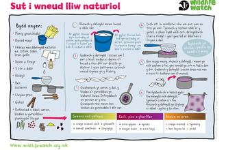 An activity sheet in Welsh explaining how to make dyes from natural materials