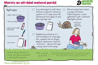 An activity sheet in Welsh showing how to mark and recapture snails safely to monitor how many snails are in your garden