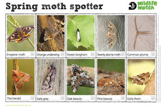 A spring moth spotter sheet, with emperor moth, orange underwing, green longhorn, twenty-plume moth, common plume, the herald, early grey, oak beauty, pine beauty and early thorn