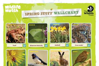 A wall chart of 16 things to spot in spring, including toads, swallows, hares and swifts