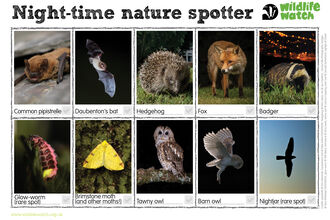 A spotting sheet with ten animals to spot on a summer night