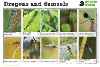 A spotting sheet with eight dragonflies and damselflies: common blue, blue-tailed, large red and emerald damselflies; banded demoiselle, common darter, common hawker, emperor dragonfly and four-spotted and broad-bodied chasers
