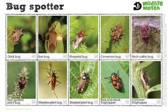 A spotting sheet showing eight bugs. They are dock bug, box bug, rhopalid bug, cinnamon bug, birch catkin bug, red-spotted plant bug, meadow plant bug, streaked plant bug, red-and-black froghopper and common froghopper
