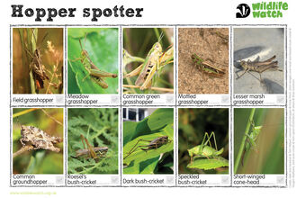 A hopper spotter spotting sheet, with grasshoppers, a groundhopper and four bush-crickets