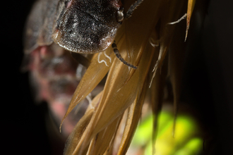 A female glow-worm clinging to a grass seed head. Her bum is glowing a bright greenish-yellow to attract males.