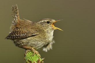 Wren singing