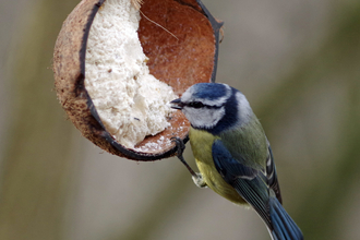 Blue tit on homemade bird feeder, made out of half a coconut shell and suet