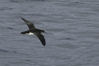 manx shearwater