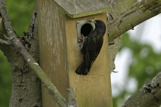 Common starling adult with insect food arriving at nestbox to feed chicks