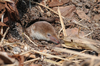 Shrew