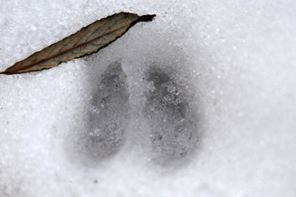 Deer track in snow