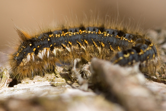 Drinker moth caterpillar