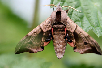 Eyed hawkmoth