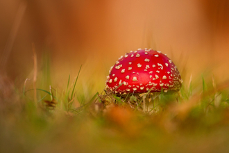 fly agaric