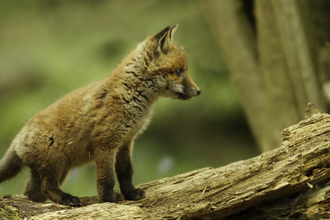 Fox cub